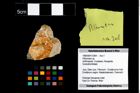 Foto (Objekt + Etikett) von Pithonoton sp.  (NHMW-GEO-1990-0041-3304)
